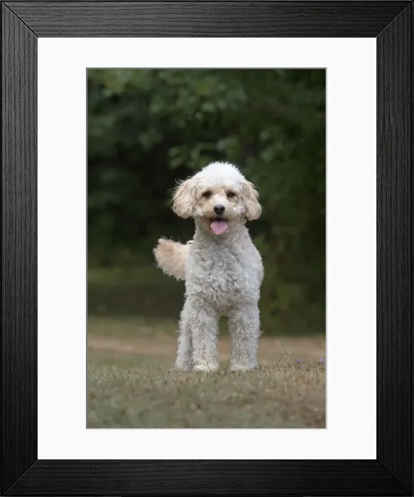 Framed Print : Picture No. 12479481 Framed Print : Picture No. 12479481