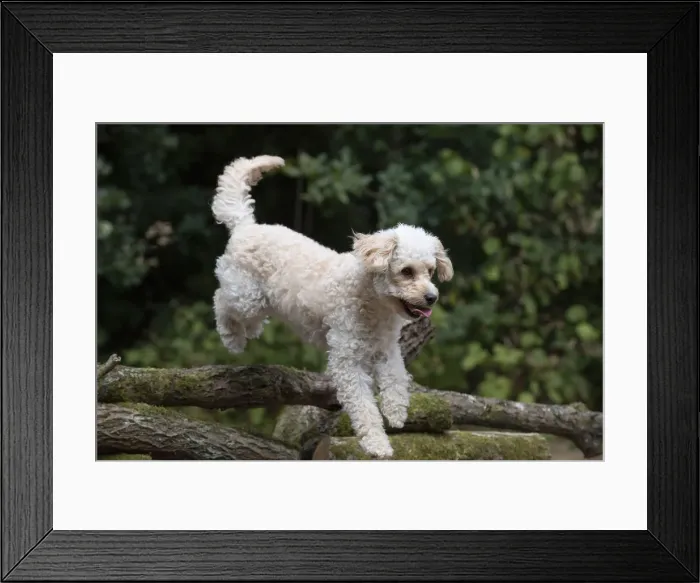 Framed Print : Picture No. 12479482 Framed Print : Picture No. 12479482