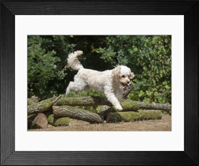Framed Print : Picture No. 12479483 Framed Print : Picture No. 12479483