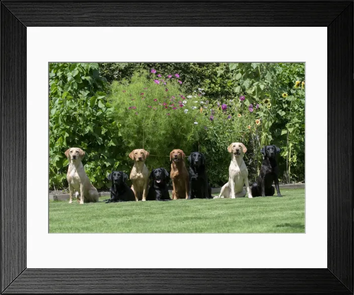 Framed Print : Picture No. 12479562 Framed Print : Picture No. 12479562