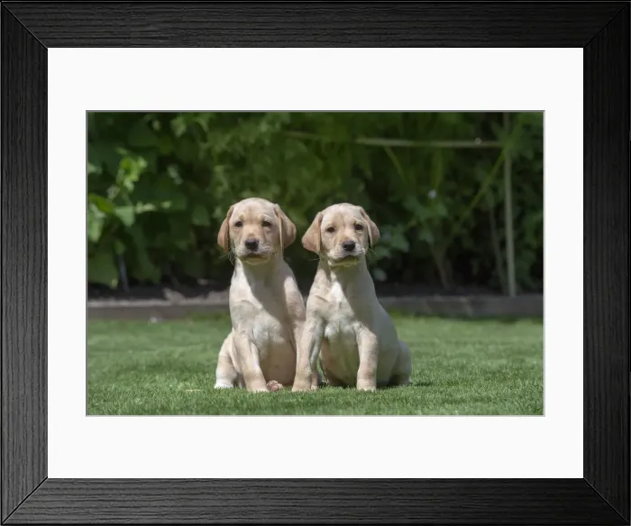 Framed Print : Picture No. 12479563 Framed Print : Picture No. 12479563