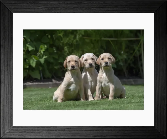 Framed Print : Picture No. 12479564 Framed Print : Picture No. 12479564