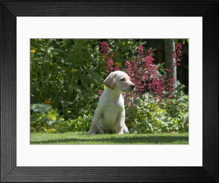 Framed Print : Picture No. 12479565 Framed Print : Picture No. 12479565