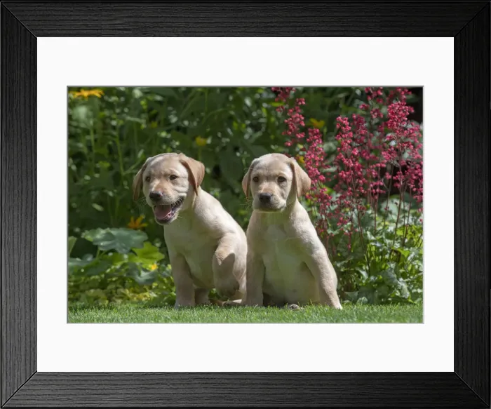 Framed Print : Picture No. 12479566 Framed Print : Picture No. 12479566