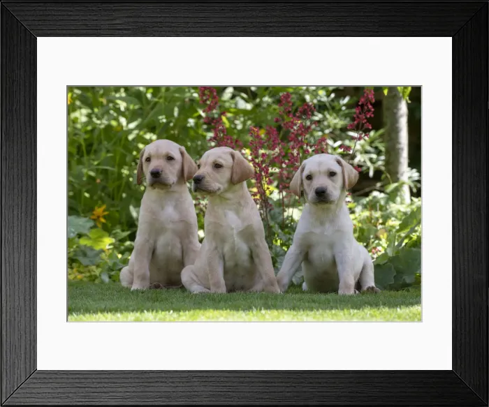 Framed Print : Picture No. 12479567 Framed Print : Picture No. 12479567