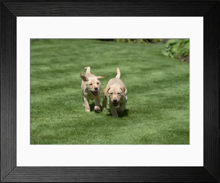 Framed Print : Picture No. 12479568 Framed Print : Picture No. 12479568