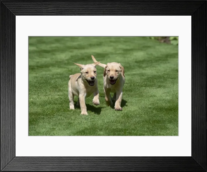 Framed Print : Picture No. 12479569 Framed Print : Picture No. 12479569