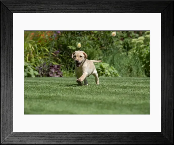 Framed Print : Picture No. 12479570 Framed Print : Picture No. 12479570