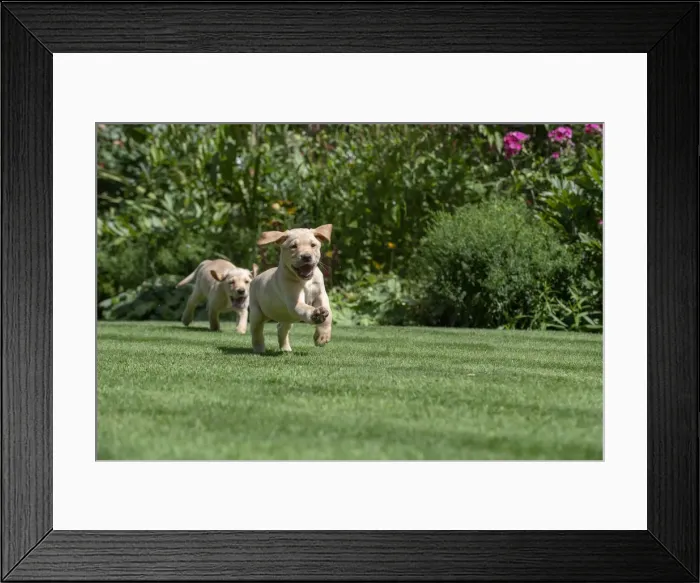 Framed Print : Picture No. 12479571 Framed Print : Picture No. 12479571