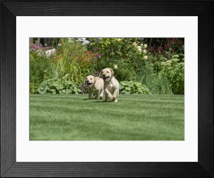 Framed Print : Picture No. 12479572 Framed Print : Picture No. 12479572