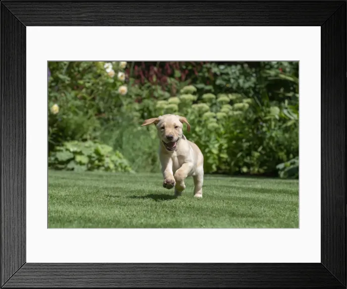 Framed Print : Picture No. 12479573 Framed Print : Picture No. 12479573