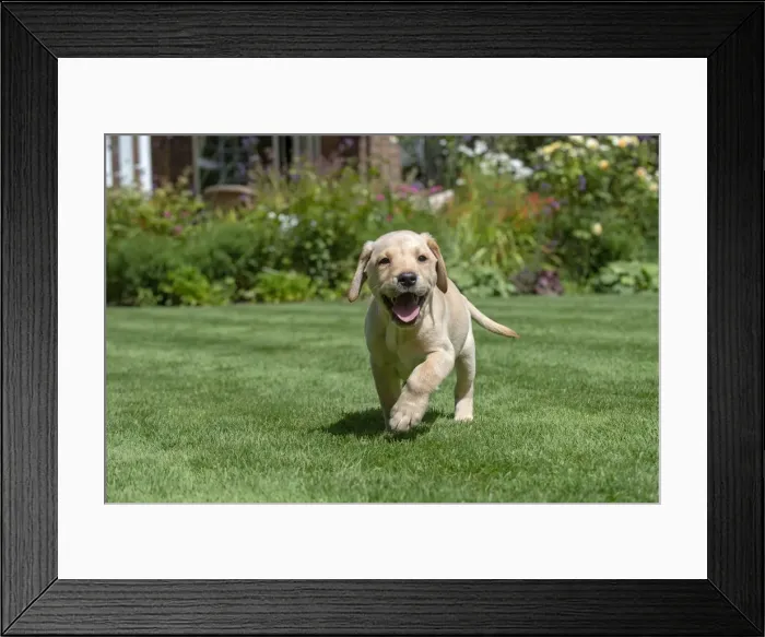 Framed Print : Picture No. 12479574 Framed Print : Picture No. 12479574