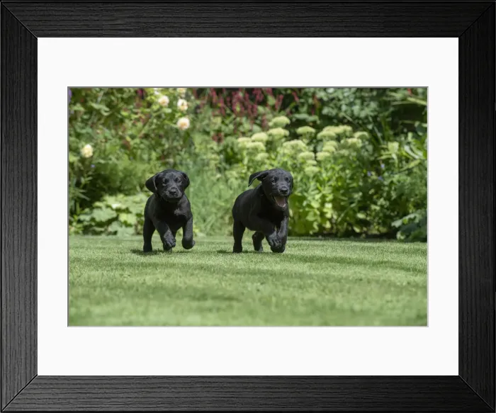 Framed Print : Picture No. 12479575 Framed Print : Picture No. 12479575