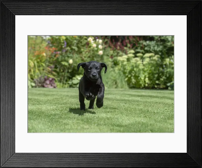Framed Print : Picture No. 12479576