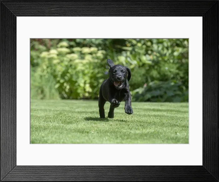 Framed Print : Picture No. 12479577 Framed Print : Picture No. 12479577