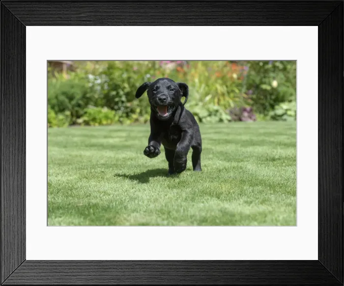 Framed Print : Picture No. 12479578