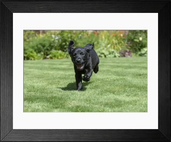 Framed Print : Picture No. 12479579