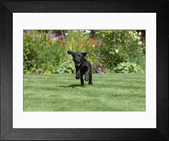 Framed Print : Picture No. 12479580 Framed Print : Picture No. 12479580