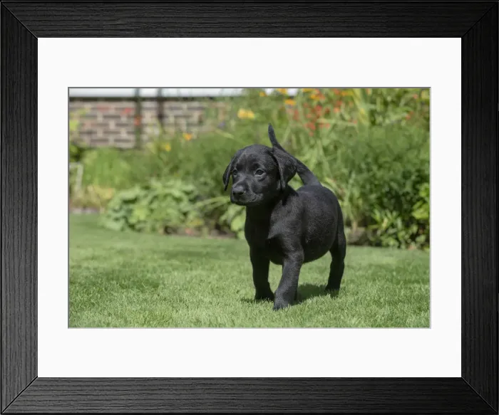 Framed Print : Picture No. 12479581 Framed Print : Picture No. 12479581