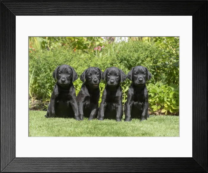 Framed Print : Picture No. 12479582 Framed Print : Picture No. 12479582