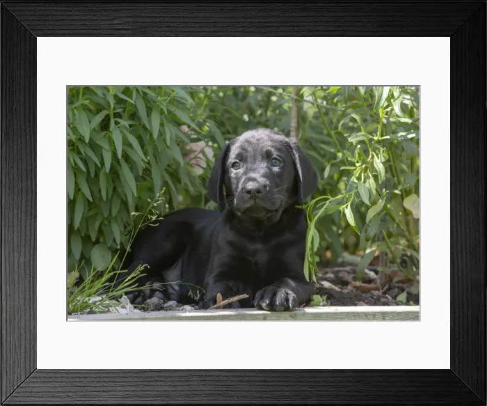 Framed Print : Picture No. 12479583 Framed Print : Picture No. 12479583