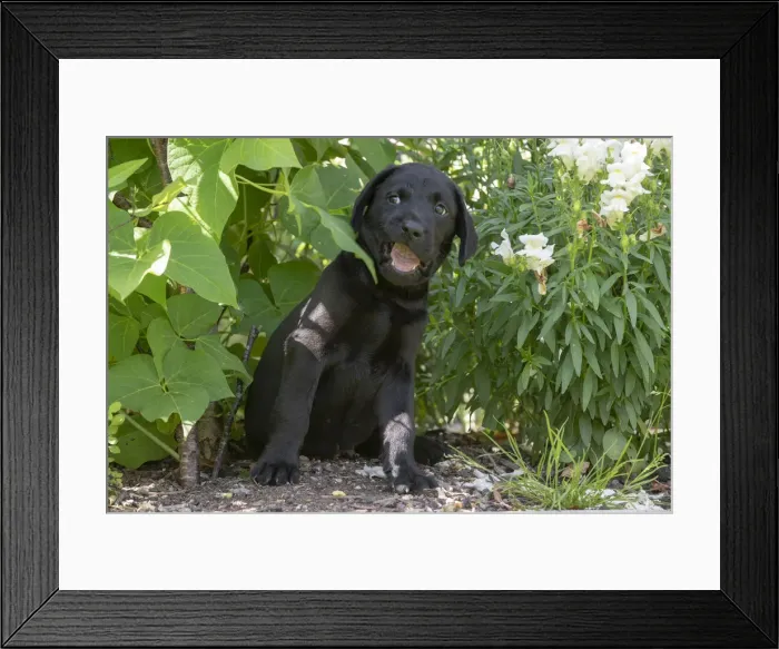Framed Print : Picture No. 12479584