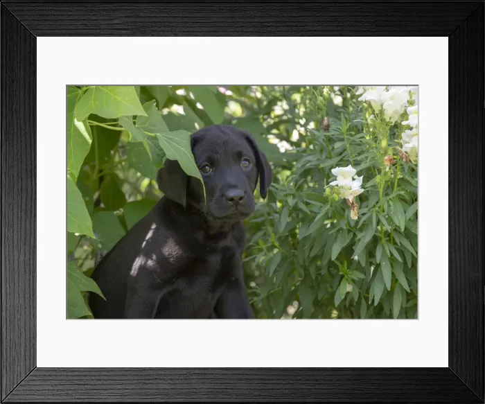 Framed Print : Picture No. 12479585 Framed Print : Picture No. 12479585