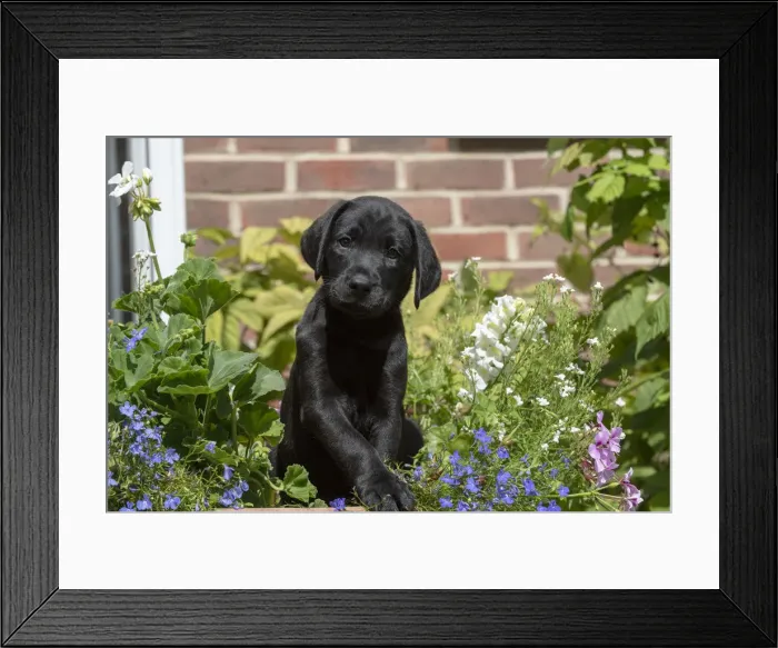 Framed Print : Picture No. 12479586 Framed Print : Picture No. 12479586