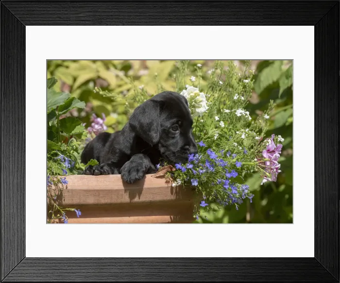 Framed Print : Picture No. 12479587 Framed Print : Picture No. 12479587