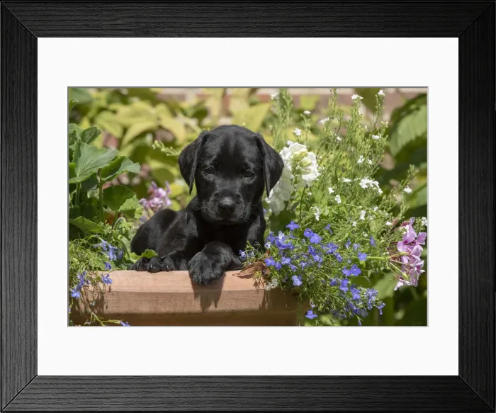 Framed Print : Picture No. 12479588 Framed Print : Picture No. 12479588