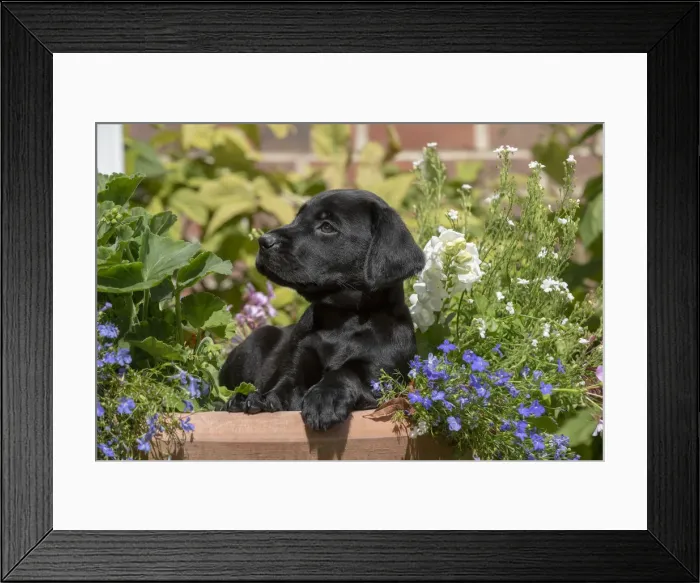 Framed Print : Picture No. 12479589 Framed Print : Picture No. 12479589