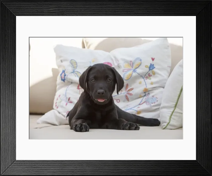 Framed Print : Picture No. 12479590