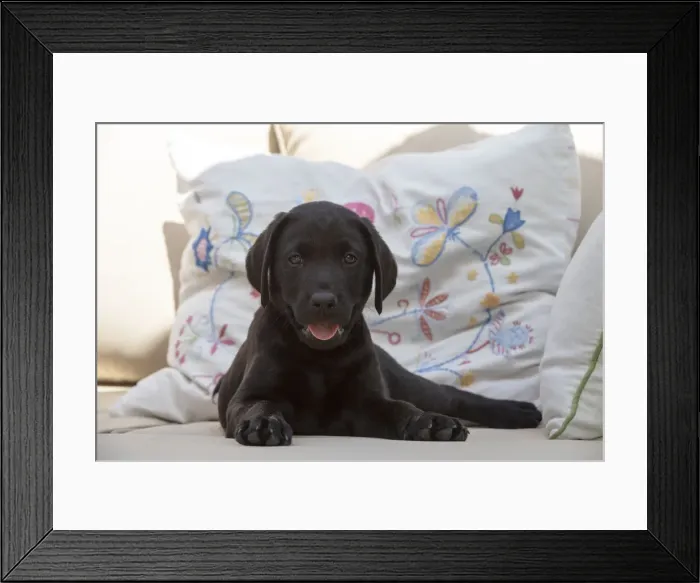 Framed Print : Picture No. 12479591 Framed Print : Picture No. 12479591