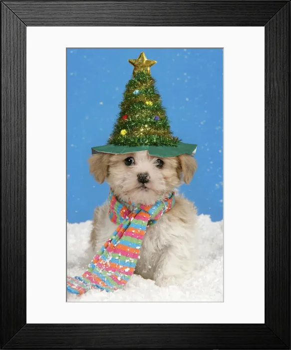 Framed Print : Picture No. 12479609 Framed Print : Picture No. 12479609