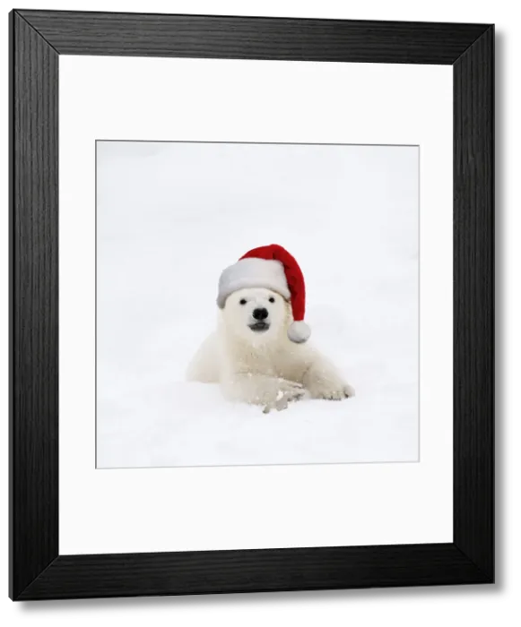 Framed Print : Picture No. 12479620 Framed Print : Picture No. 12479620