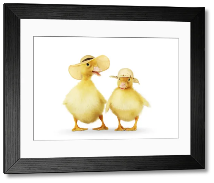 Framed Print : Picture No. 12479920 Framed Print : Picture No. 12479920