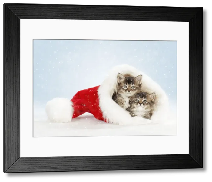 Framed Print : Picture No. 12480055 Framed Print : Picture No. 12480055