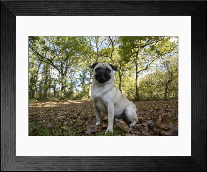 Framed Print : Picture No. 12480084 Framed Print : Picture No. 12480084