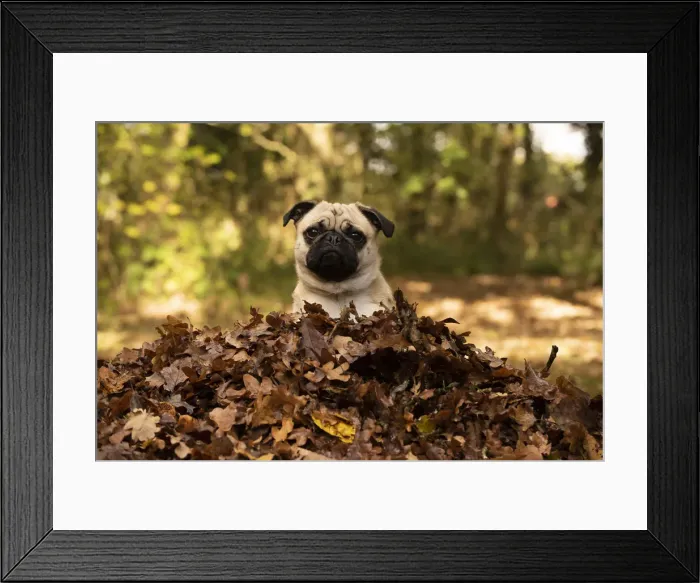 Framed Print : Picture No. 12480085 Framed Print : Picture No. 12480085