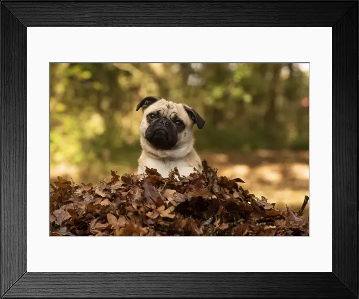 Framed Print : Picture No. 12480086 Framed Print : Picture No. 12480086