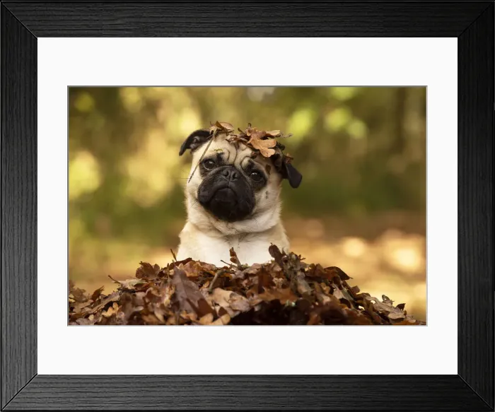 Framed Print : Picture No. 12480087 Framed Print : Picture No. 12480087