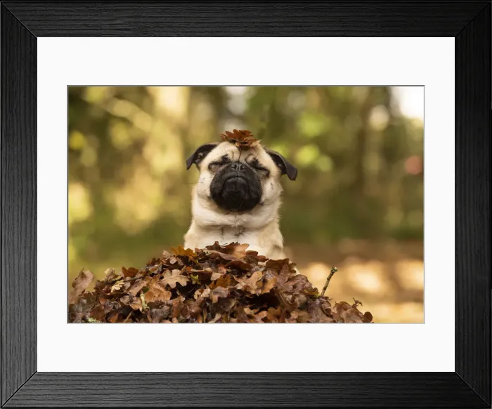 Framed Print : Picture No. 12480088 Framed Print : Picture No. 12480088