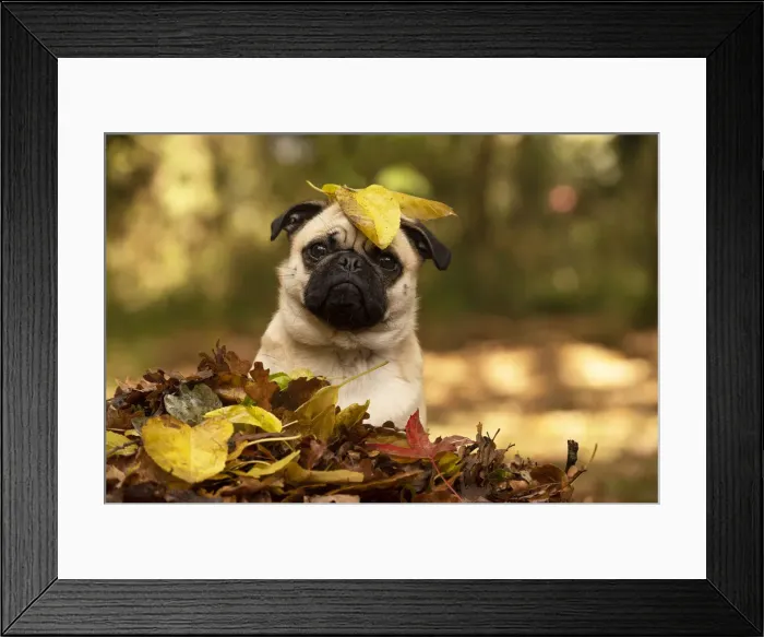 Framed Print : Picture No. 12480089 Framed Print : Picture No. 12480089