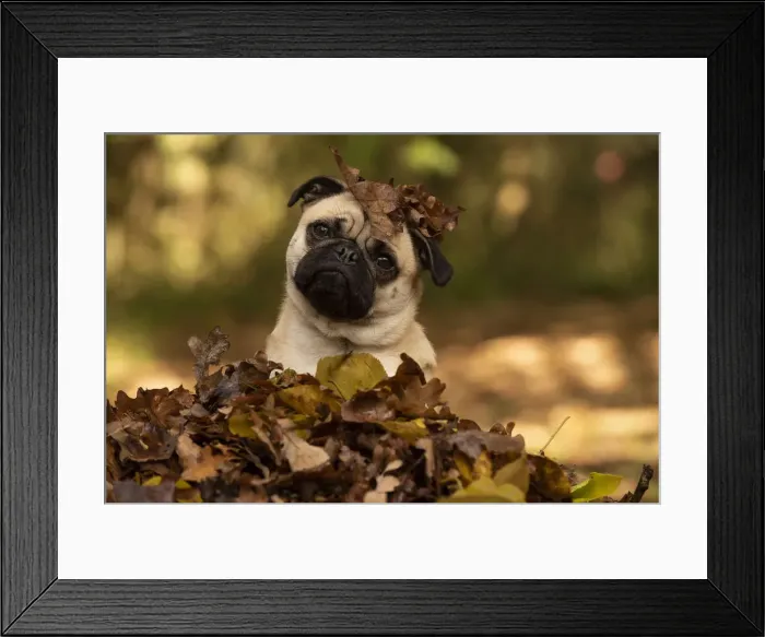 Framed Print : Picture No. 12480090 Framed Print : Picture No. 12480090
