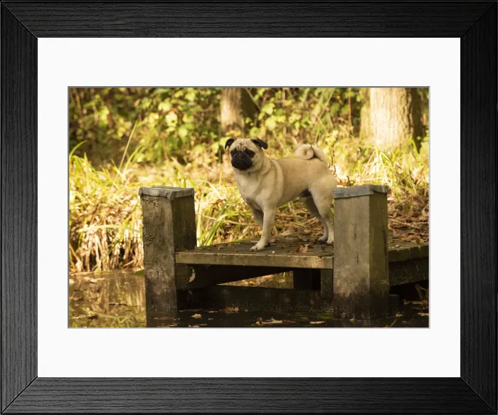 Framed Print : Picture No. 12480091 Framed Print : Picture No. 12480091