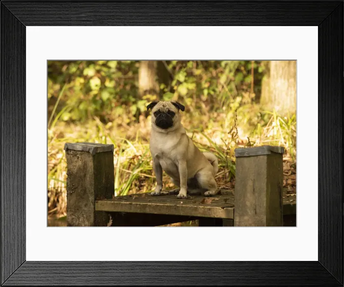 Framed Print : Picture No. 12480092 Framed Print : Picture No. 12480092