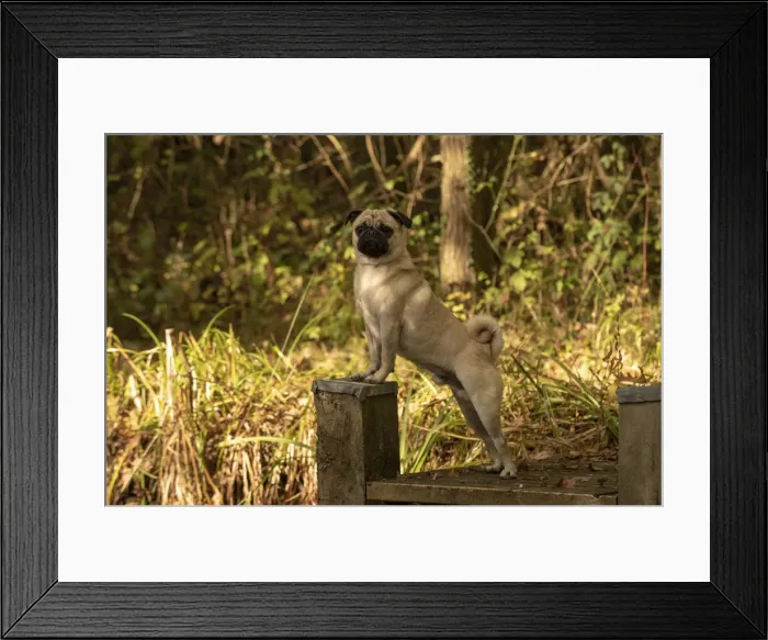 Framed Print : Picture No. 12480093 Framed Print : Picture No. 12480093