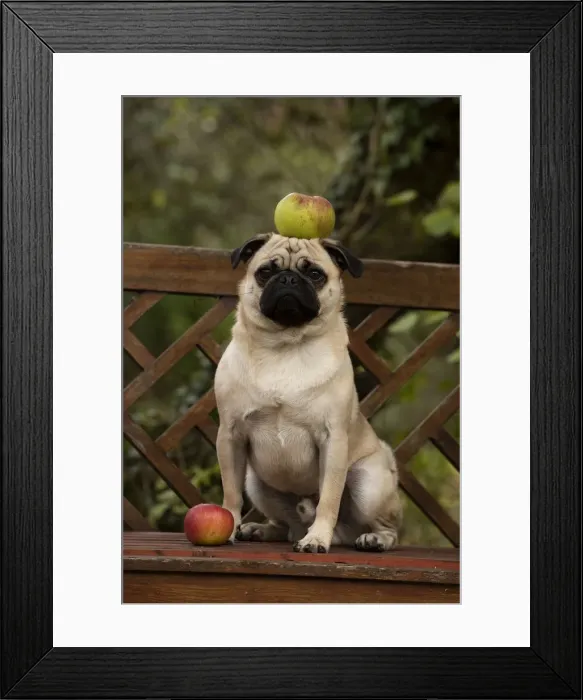 Framed Print : Picture No. 12480095 Framed Print : Picture No. 12480095