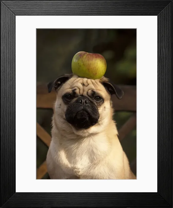Framed Print : Picture No. 12480096 Framed Print : Picture No. 12480096