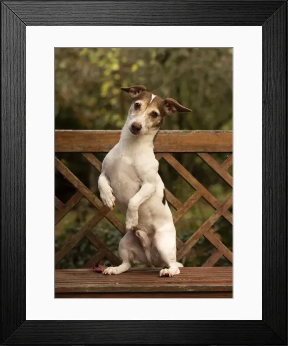 Framed Print : Picture No. 12480097 Framed Print : Picture No. 12480097